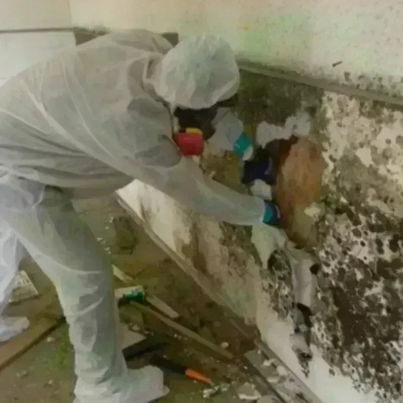 Mold Remediation and Removal in Norwood, OH